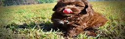 Havapoo dogs for sale: Precious - Ad 20