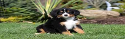 Bernese Mountain Dog dogs for sale: Jewel - Ad 12