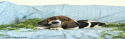 Basset Hound dogs for sale: Hazel - Ad 2