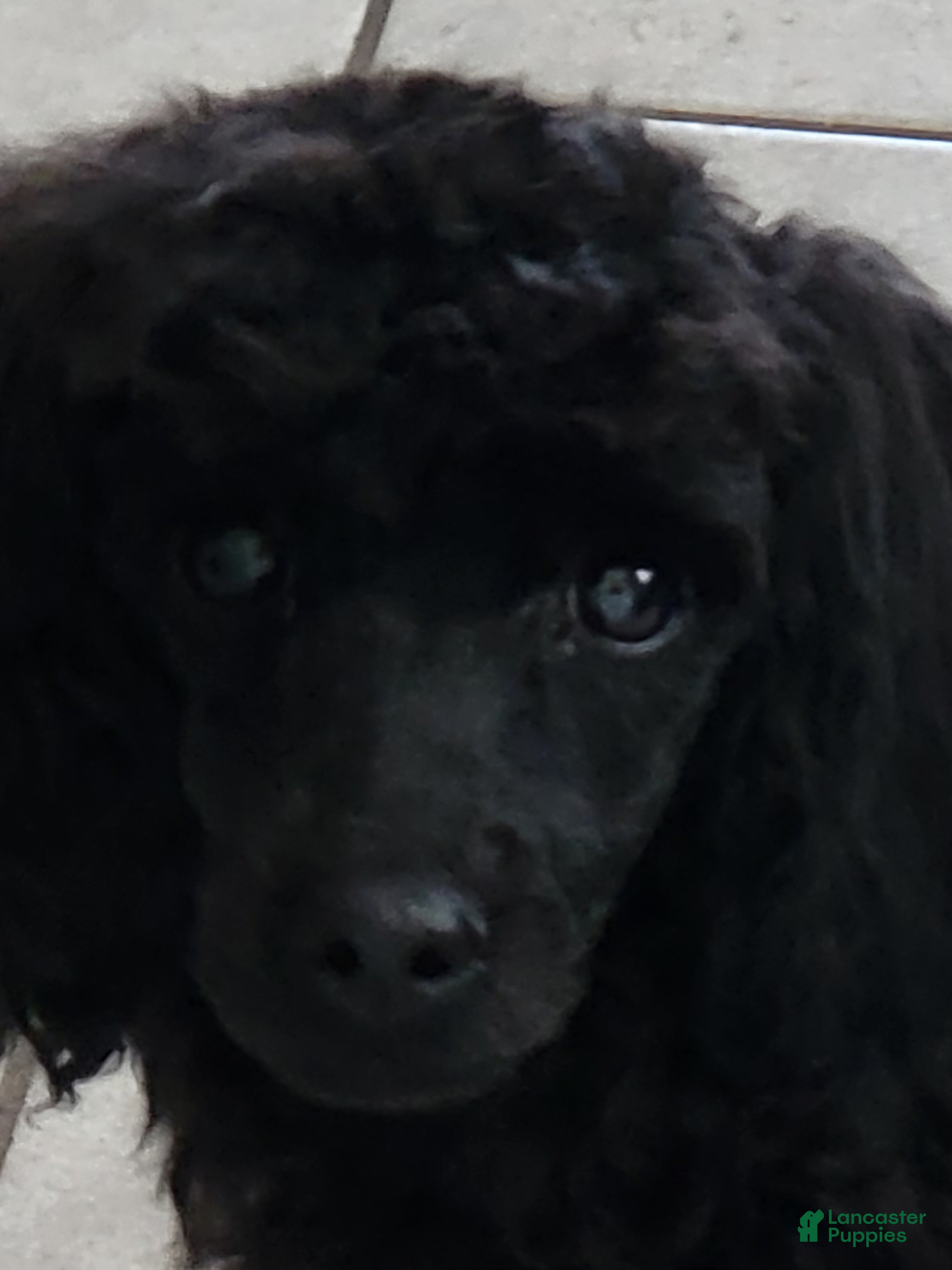 Miniature Poodle dogs Miniature Poodle - Maxwell - Ad 34