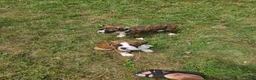 Boxer dogs for sale: Boxer 6 - Ad 21