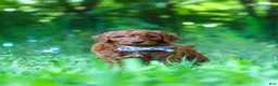 Standard Poodle dogs for sale: Cooper - Ad 6