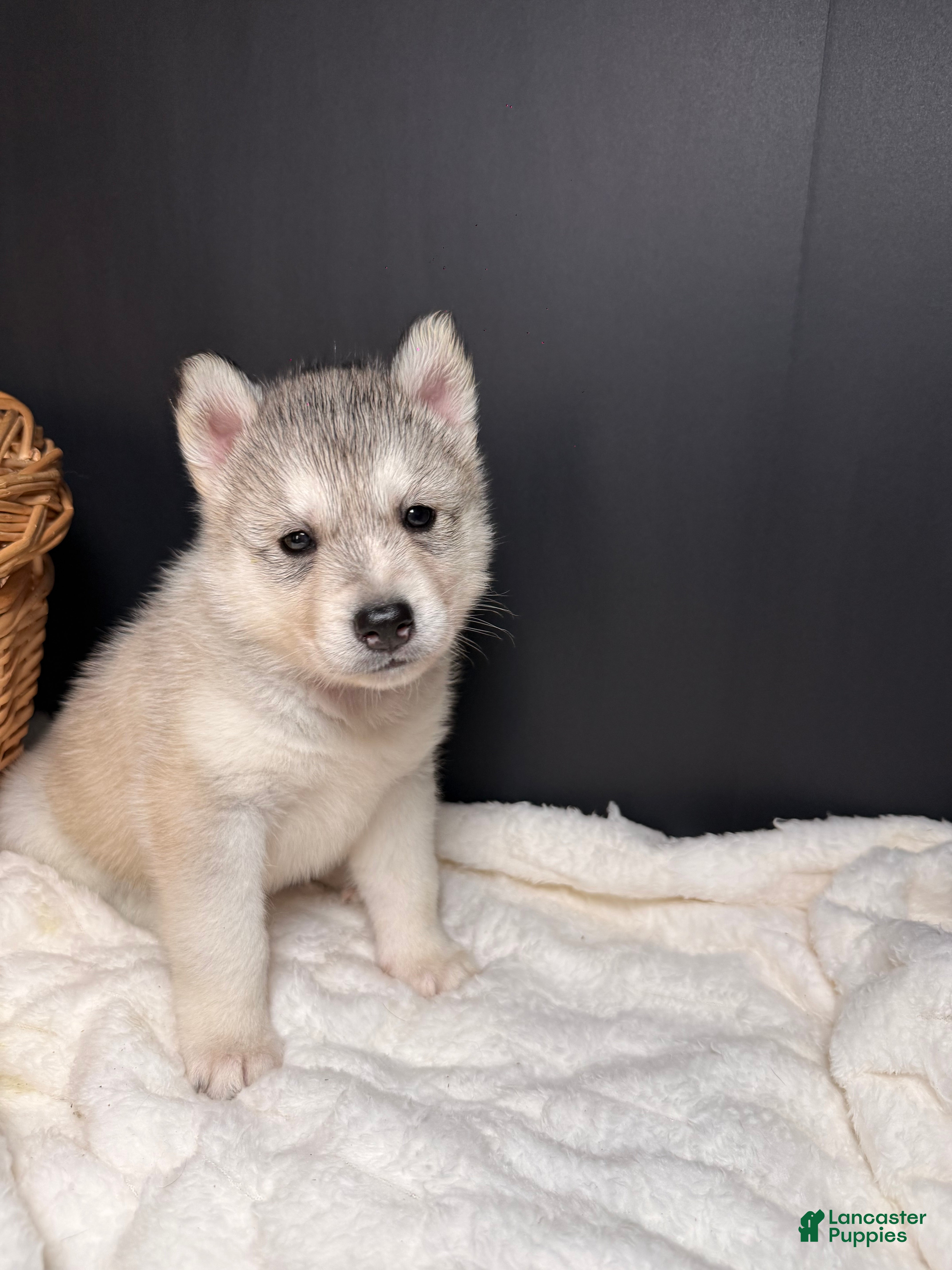 Siberian Husky dogs Amber - Ad 25