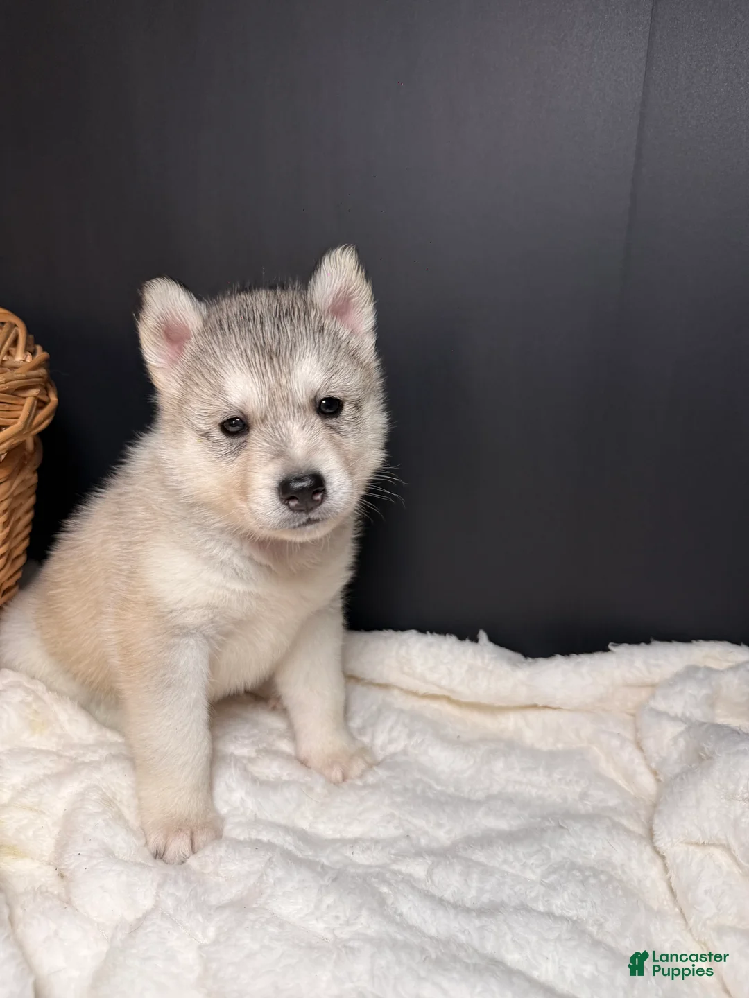 Siberian Husky dogs for sale: Amber - Ad 1