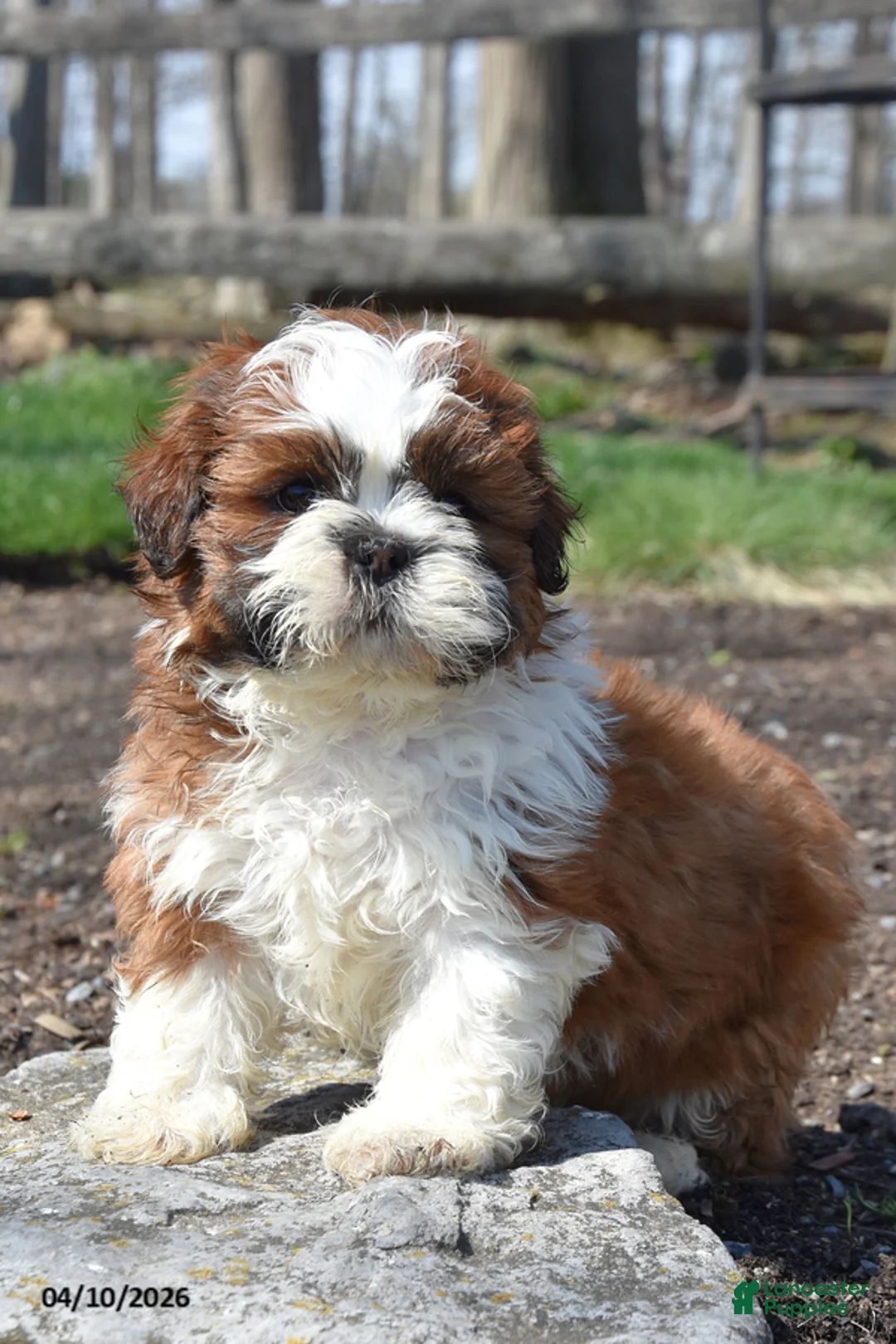Shih Tzu dogs for sale: Brownie - Ad 2