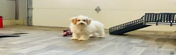 Miniature Poodle dogs for sale: Dazzler Miniature Poodle  - Ad 6