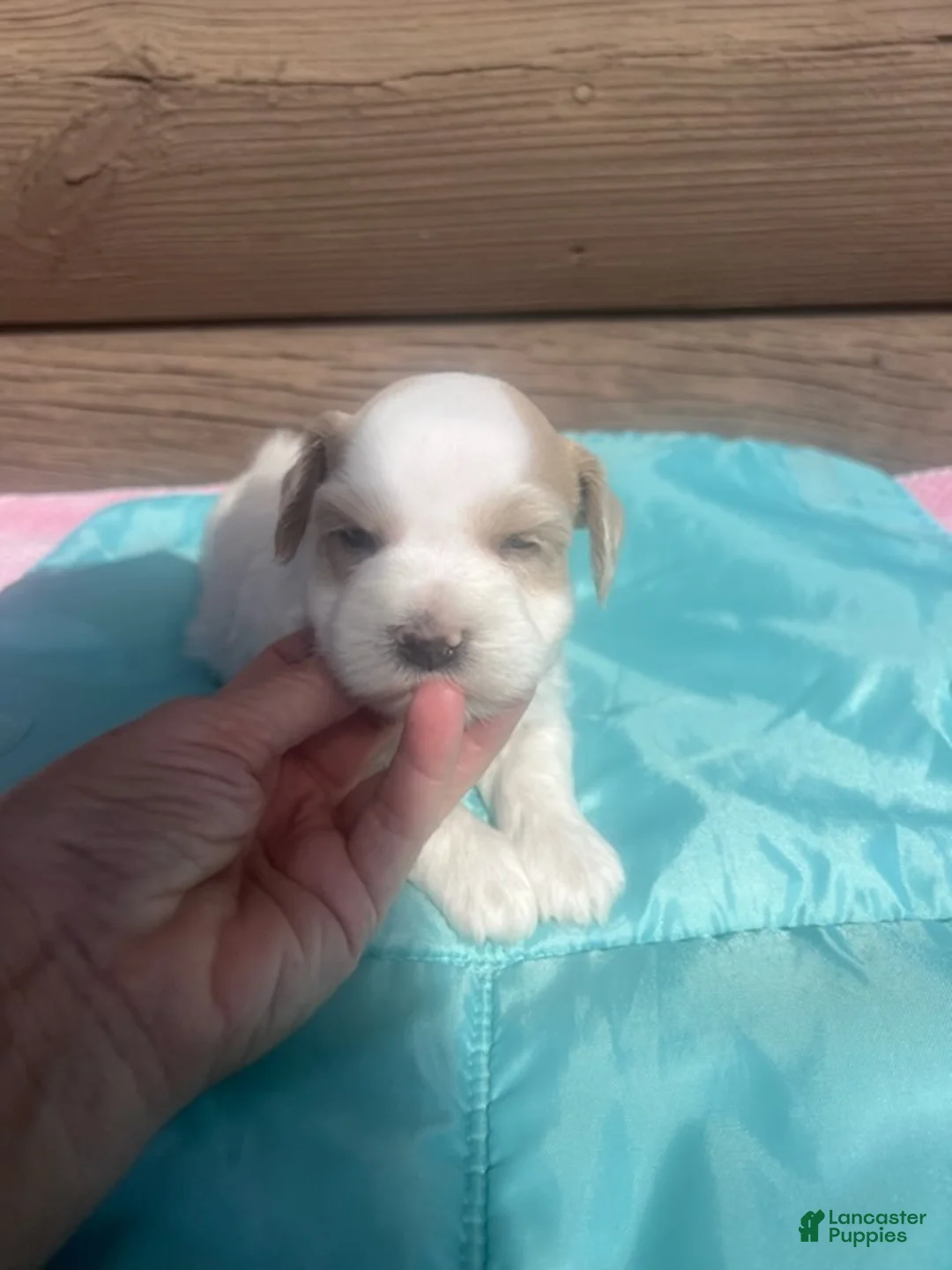 Miniature Schnauzer dogs for sale: Marcus (Dark wheaten, one blue eye & one hazel eye) - Ad 2