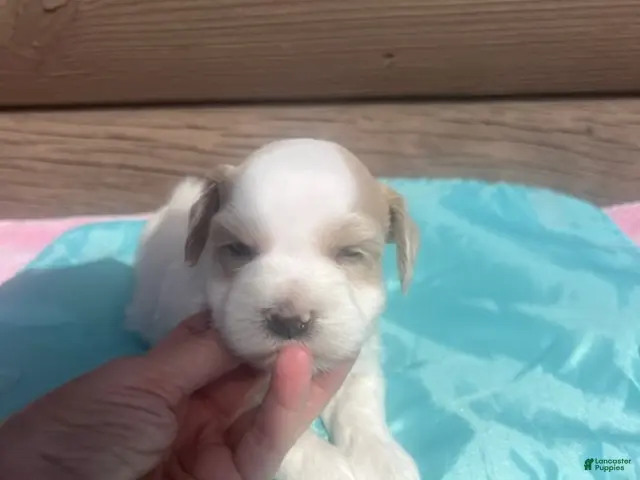 Miniature Schnauzer dogs for sale: Marcus (Dark wheaten, one blue eye & one hazel eye) - Ad 2