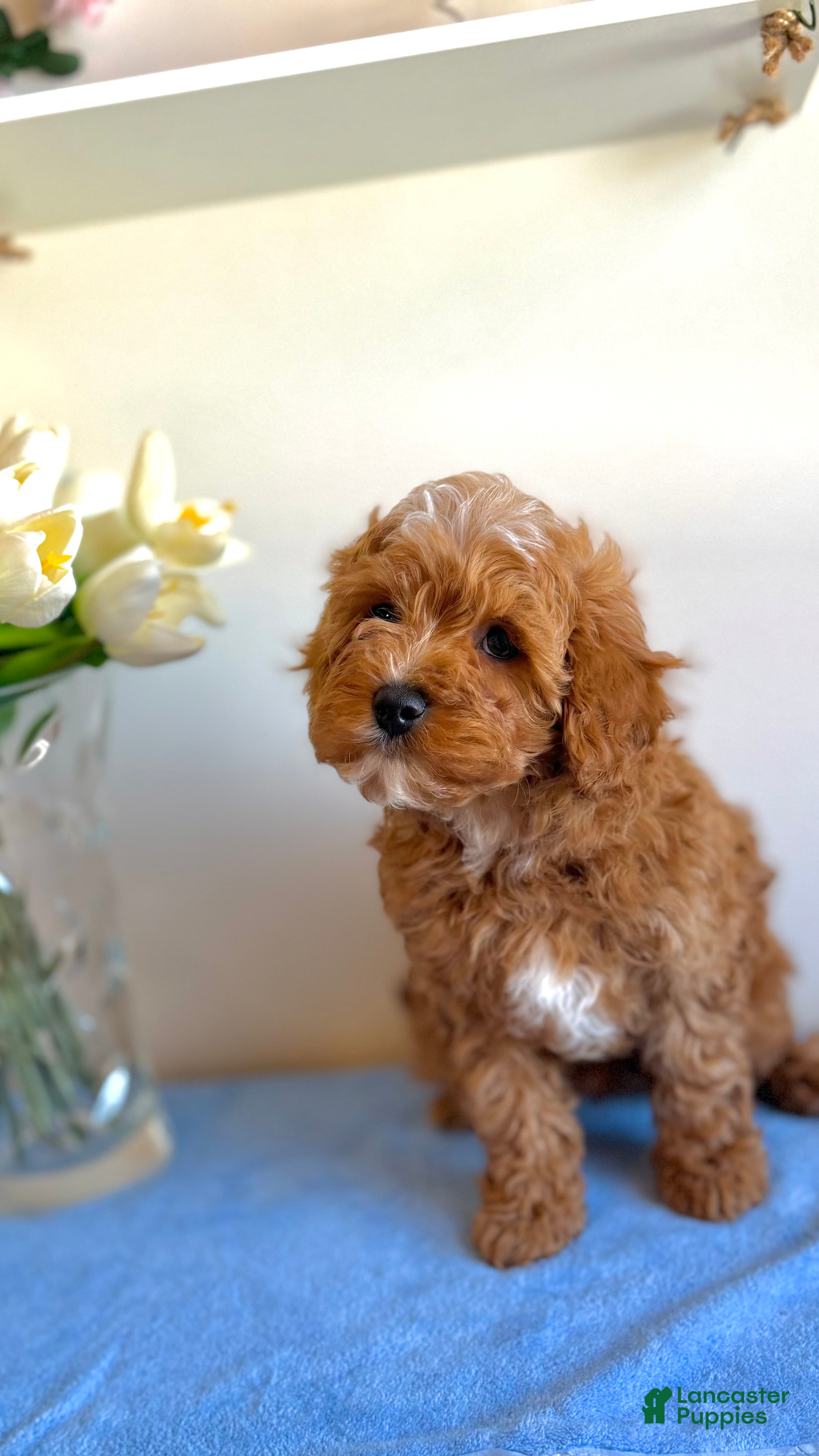 Cavapoo dogs 🐾 Remington 🇬🇧 Playful Sweet Hypoallergenic - Ad 1
