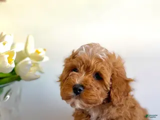 Cavapoo dogs for sale: 🐾 Remington 🇬🇧 Playful Sweet Hypoallergenic - Ad 4