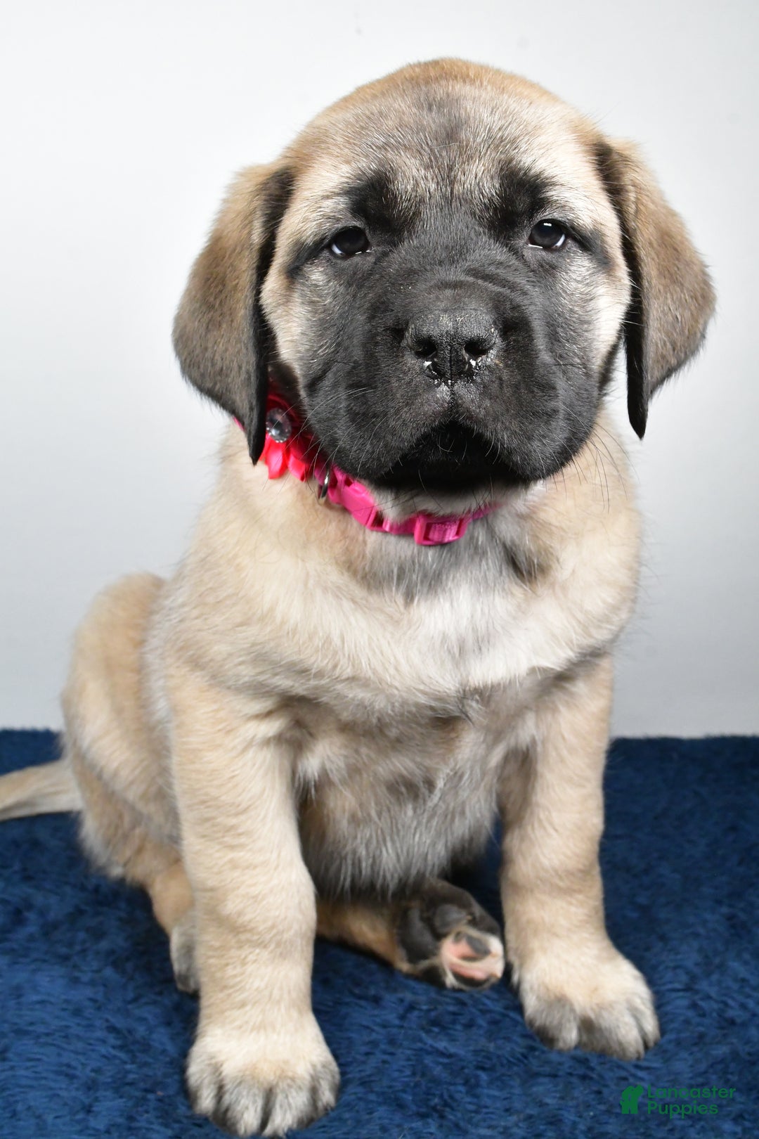 English Mastiff dogs for sale: Sugar - Ad 5