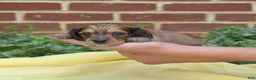 Miniature Dachshund dogs for sale: Forest - Ad 3