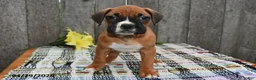 Boxer dogs for sale: Millie - Ad 5