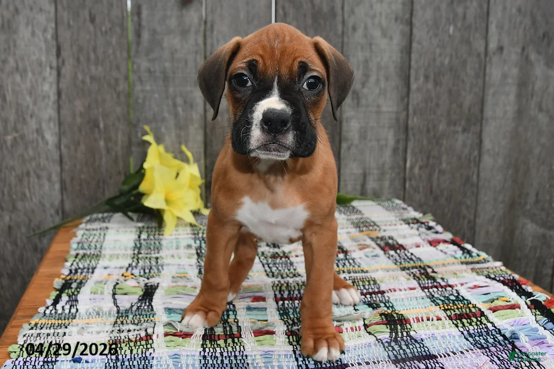 Boxer dogs for sale: Millie - Ad 5