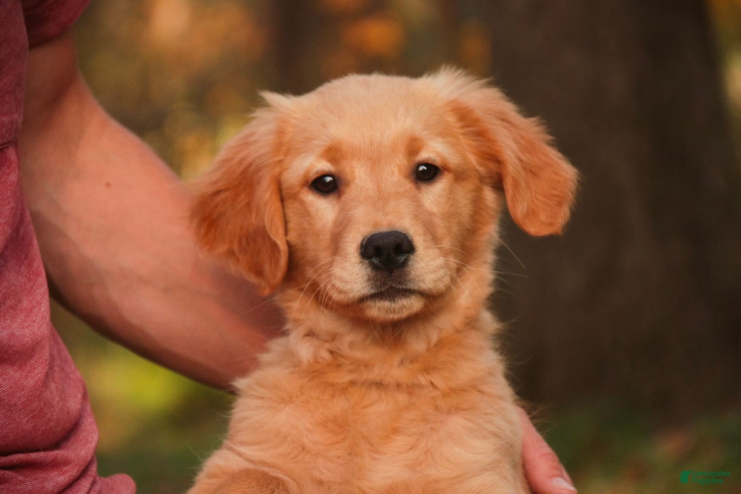 Golden Retriever dogs for sale: Meg Golden Retriever  - Ad 1