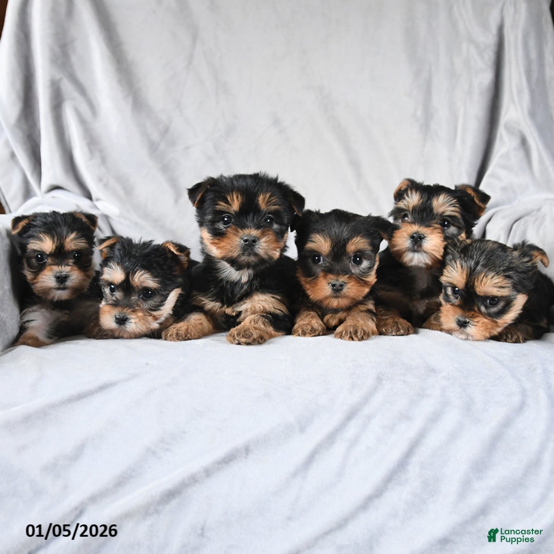 Morkie dogs for sale: Cookie - Ad 5