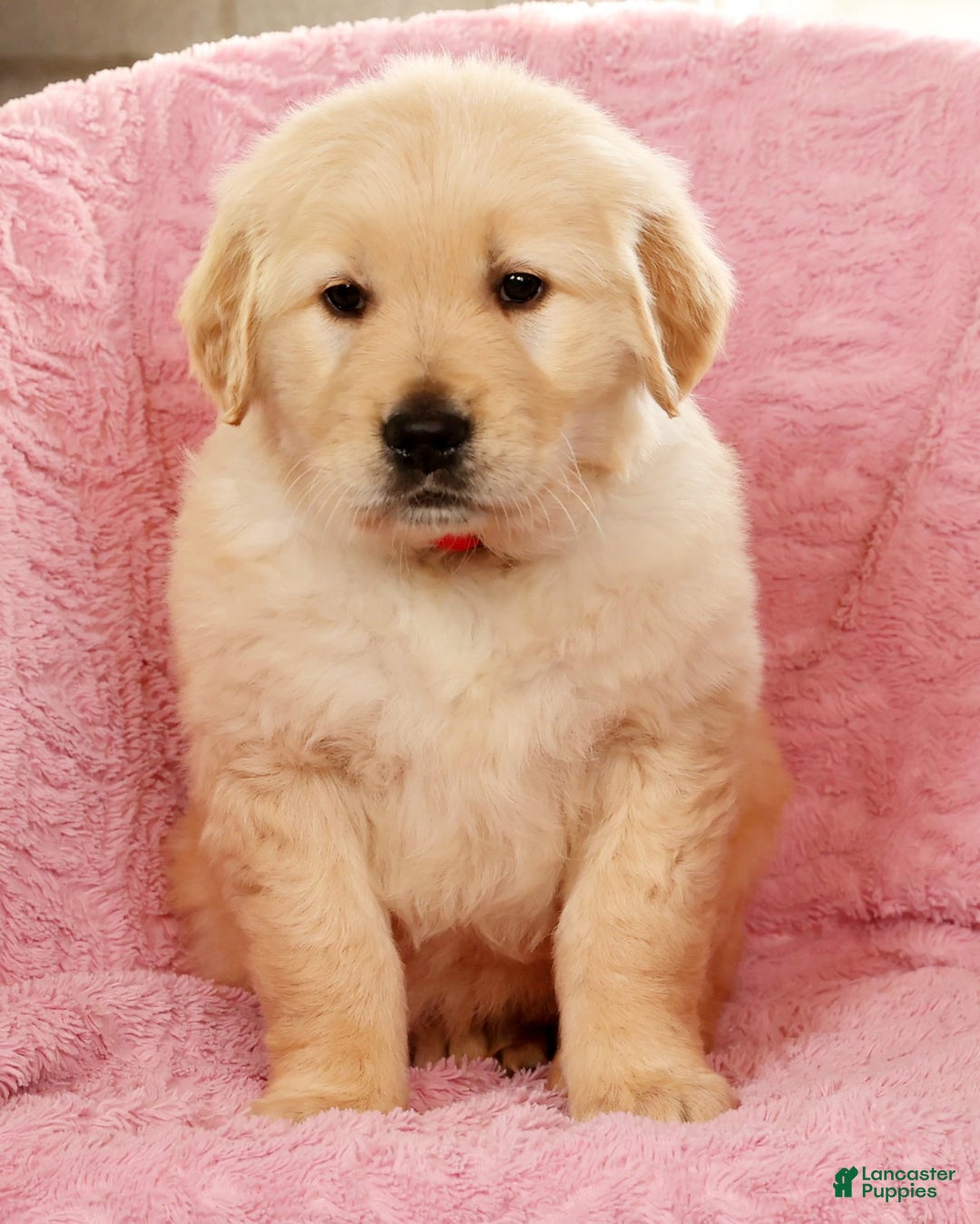 Golden Retriever dogs for sale: Bruno - Ad 7