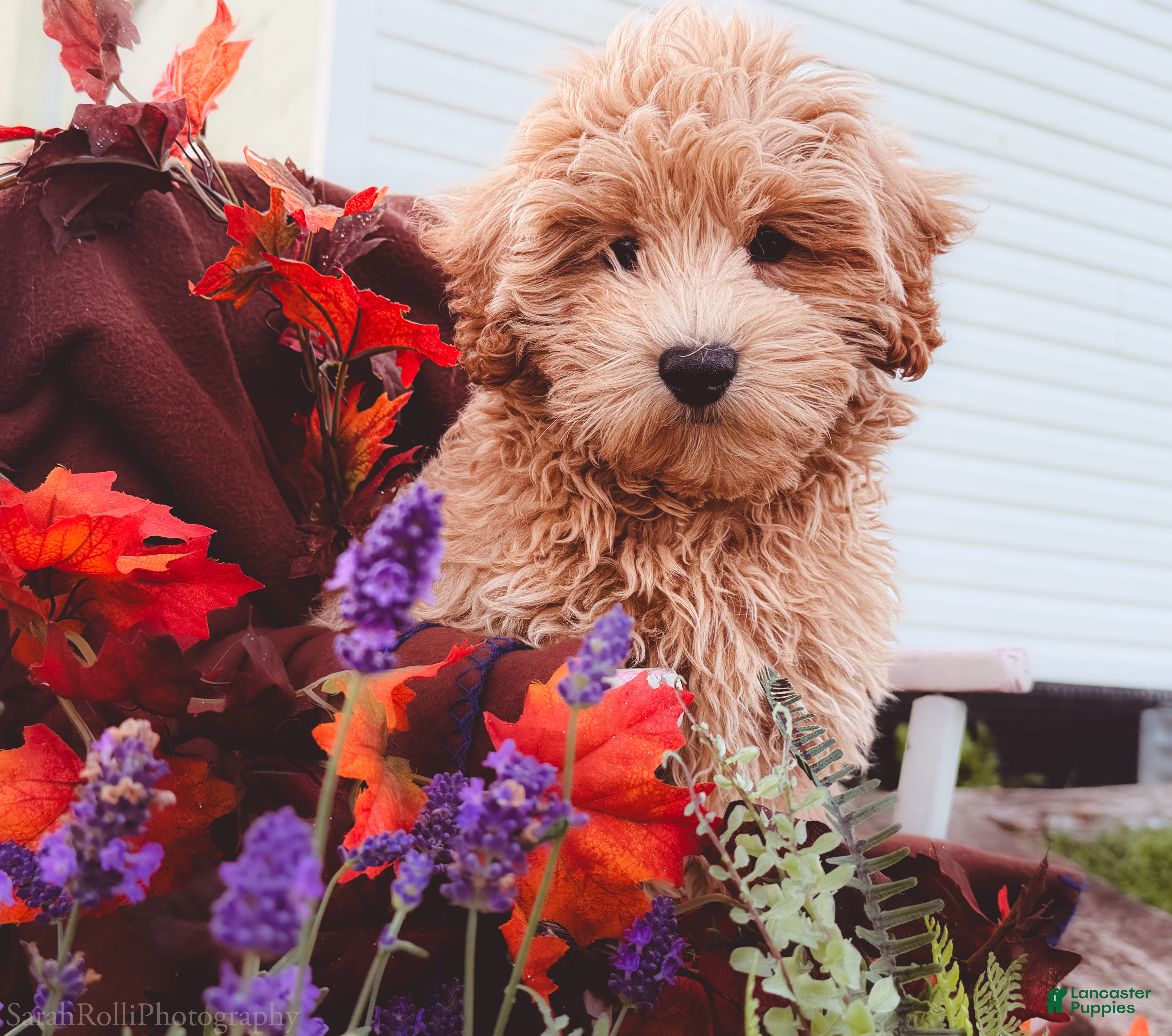 Maltipoo dogs for sale: Fancy  - Ad 1