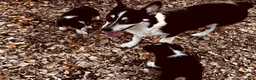 Welsh Corgi Pembroke dogs for sale: Welsh Corgi Pembroke 1 - Ad 2
