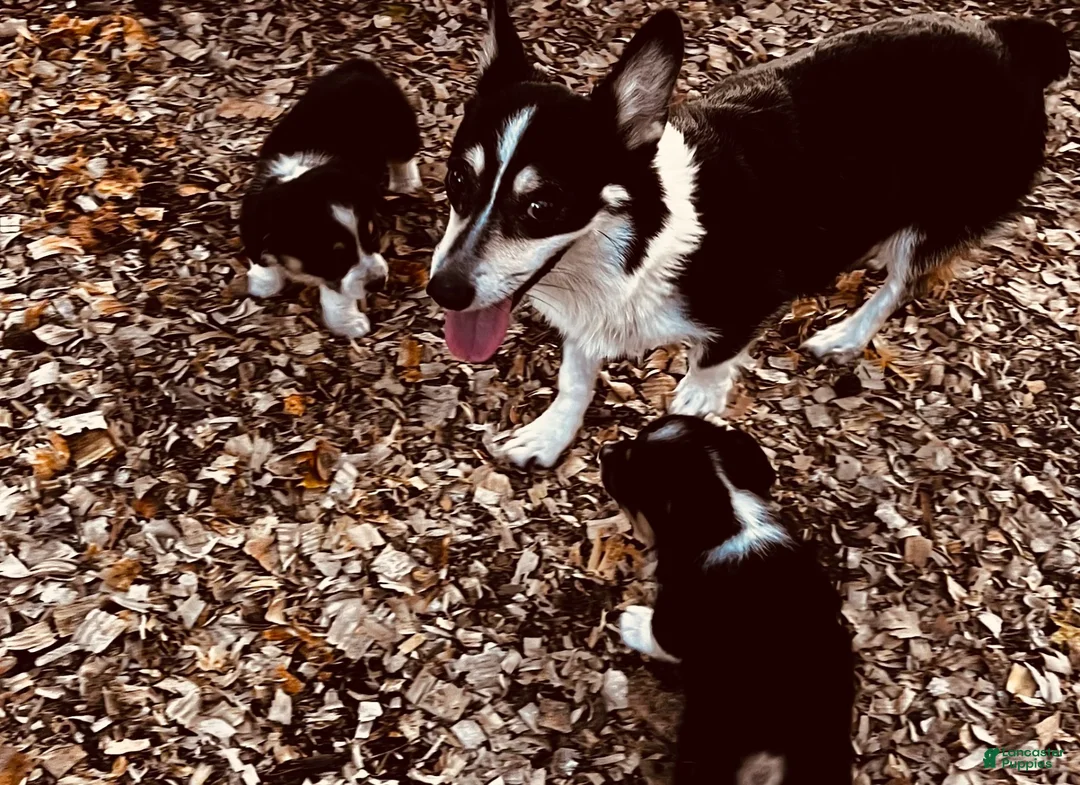 Welsh Corgi Pembroke dogs for sale: Welsh Corgi Pembroke 1 - Ad 2