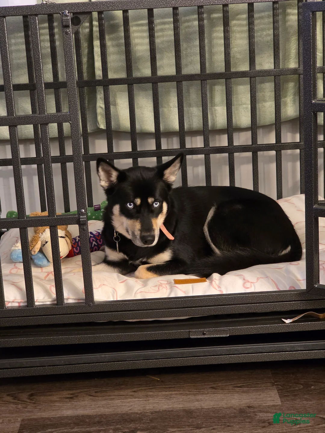 Pomsky dogs for sale: Pomsky 1 - Ad 9