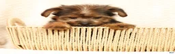 Yorkshire Terrier dogs for sale: Mia - Ad 7