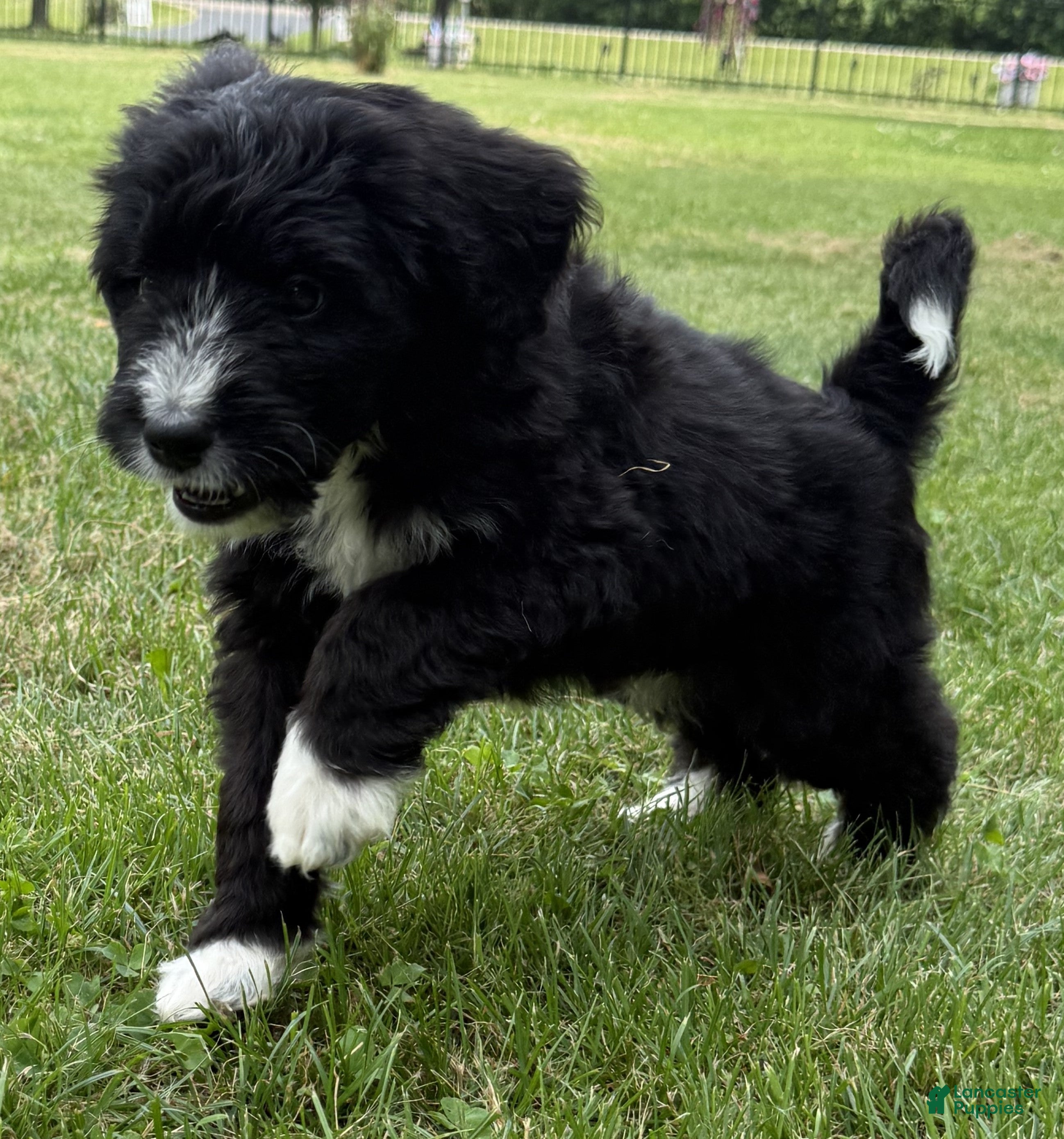 Bernedoodle dogs Chase - Ad 6