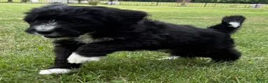Chase