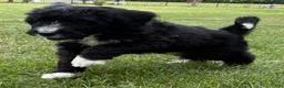 Bernedoodle dogs for sale: Chase - Ad 1