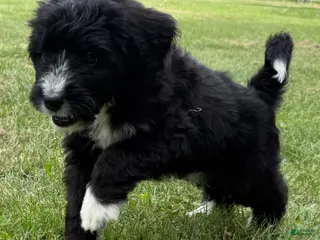 Bernedoodle dogs Chase - Ad 8