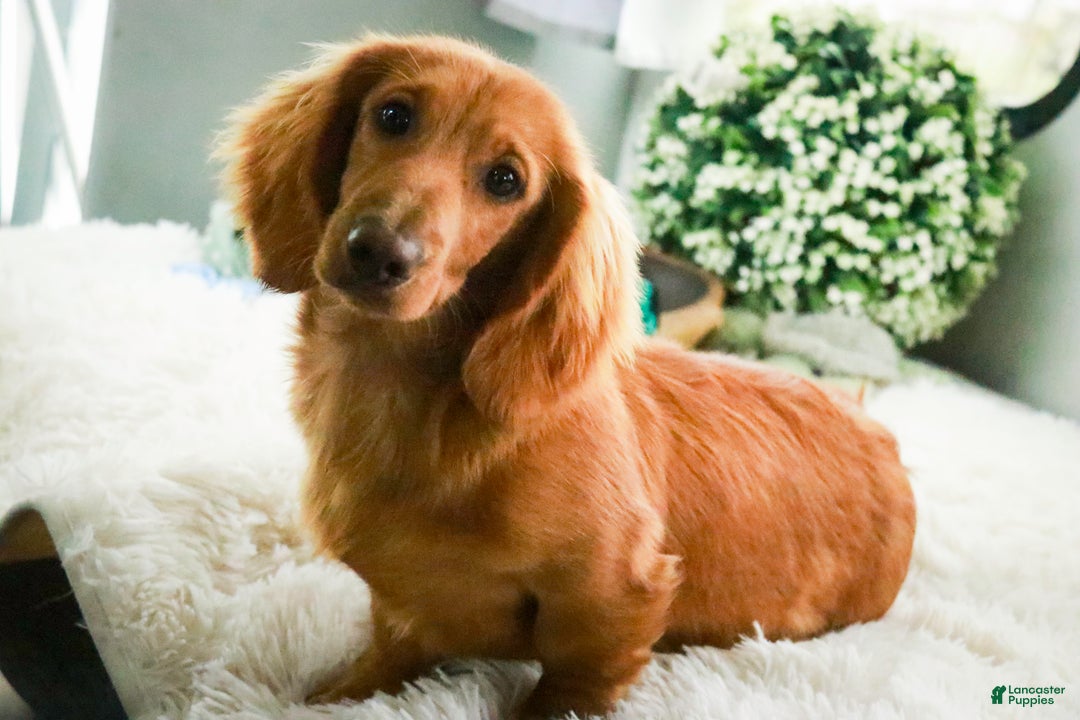 Miniature Dachshund dogs for sale: Mars - Ad 2