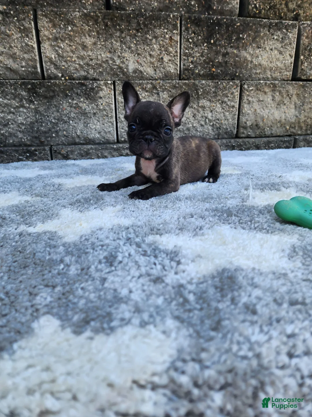 French Bulldog dogs for sale: Jazz - Ad 1