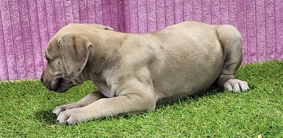 Catahoula Leopard Dog dogs for sale: Duchess 2025 Female 2 - Ad 14