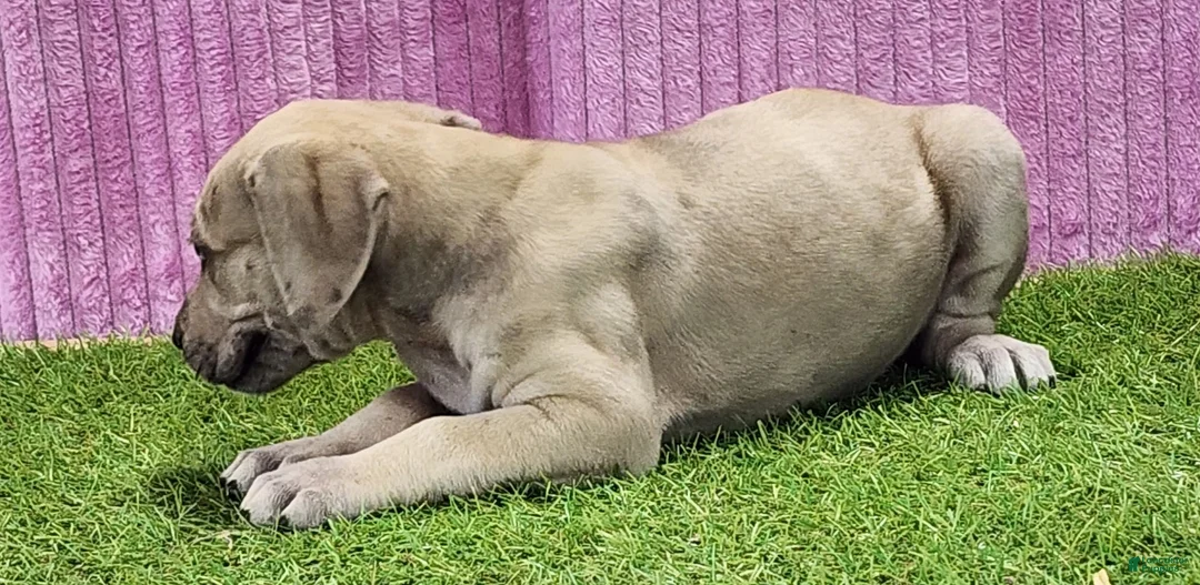 Catahoula Leopard Dog dogs for sale: Duchess 2025 Female 2 - Ad 14