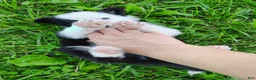 Border Collie dogs for sale: Skipper  - Ad 8