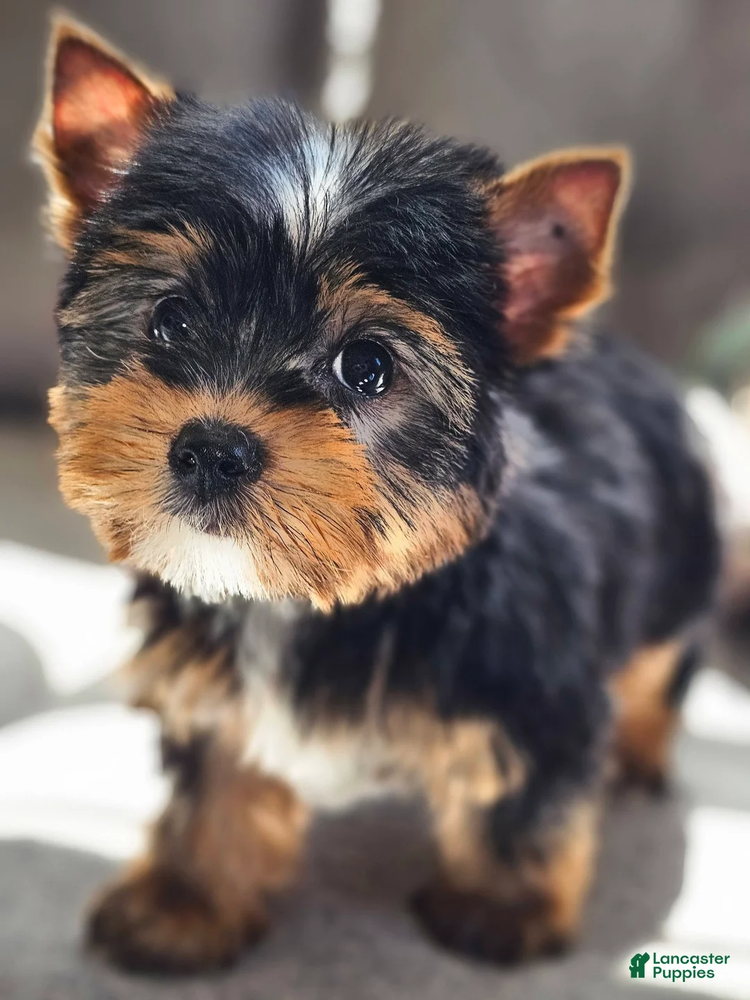Yorkshire Terrier dogs for sale: Yorkshire Terrier Puppy 1 - Ad 1