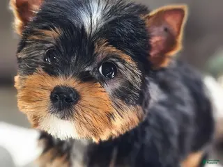 Yorkshire Terrier dogs Yorkshire Terrier Puppy 1 - Ad 21