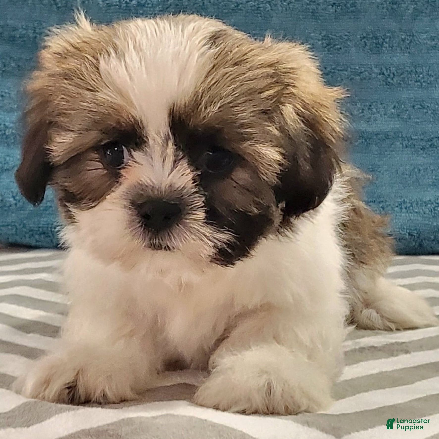 Teddy Bear dogs Sugar Plum  - Ad 1