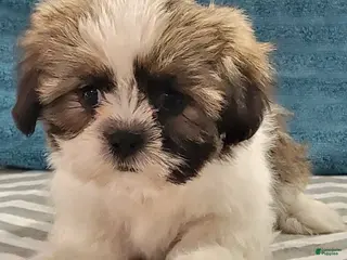 Teddy Bear dogs for sale: Sugar Plum - Ad 1