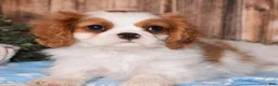 Cavalier King Charles Spaniel dogs for sale: Carl - Ad 3