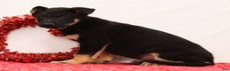 German Shepherd dogs for sale: Marshall - Ad 5