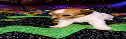 Mixed Breed dogs for sale: Daliliah  - Ad 1