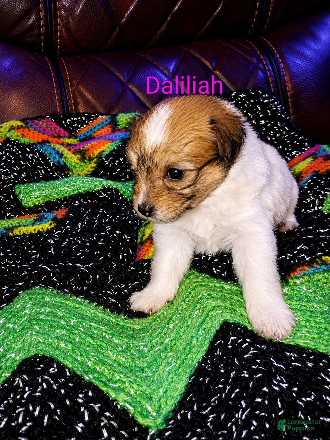 Mixed Breed dogs for sale: Daliliah  - Ad 1