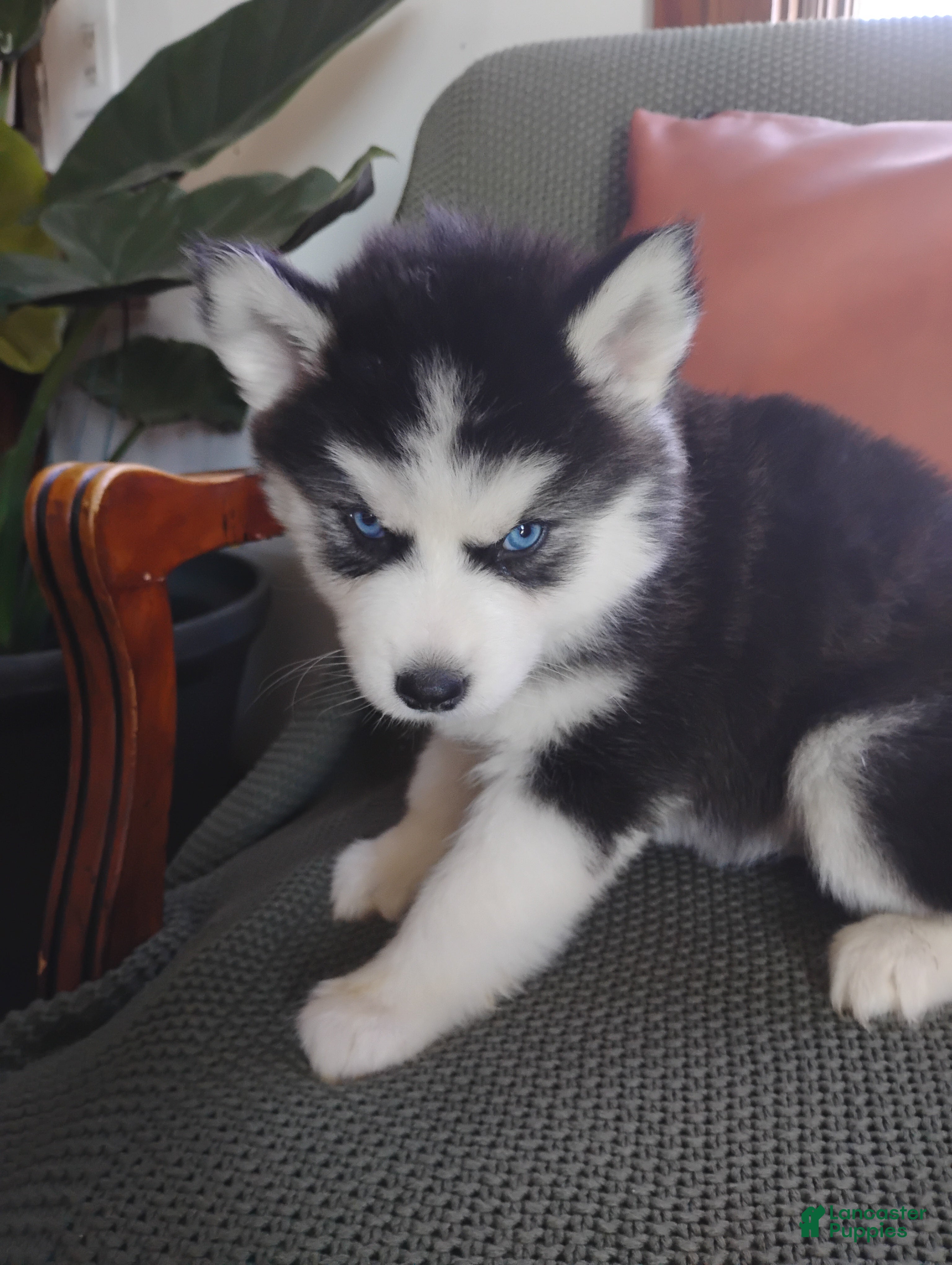 Siberian Husky dogs Nellie  - Ad 24