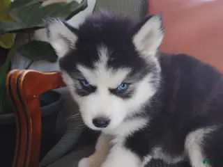 Siberian Husky dogs for sale: Nellie - Ad 3