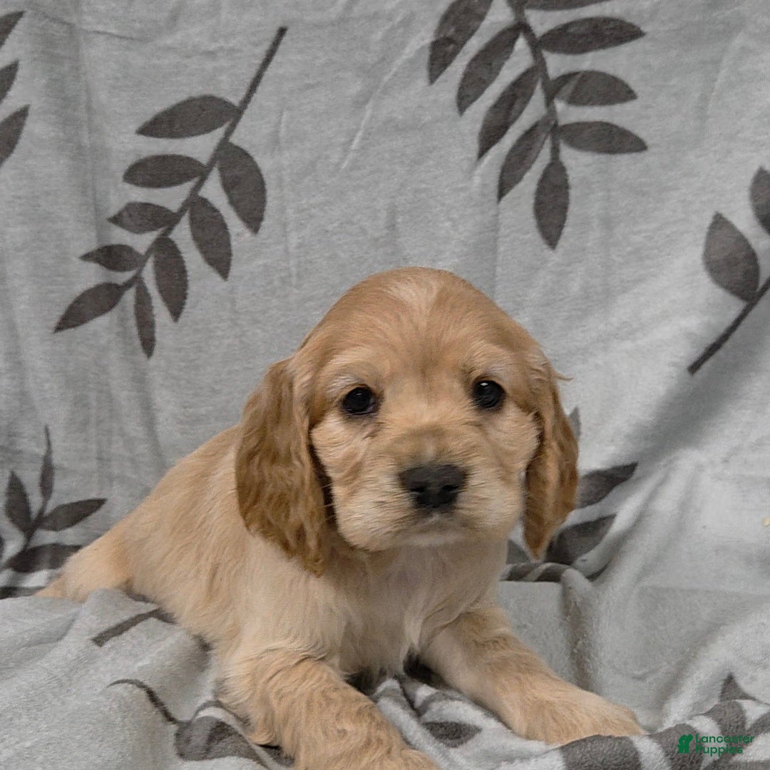 Cocker Spaniel dogs March Hare - Ad 6