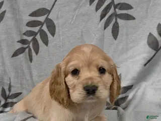 Cocker Spaniel dogs March Hare - Ad 6