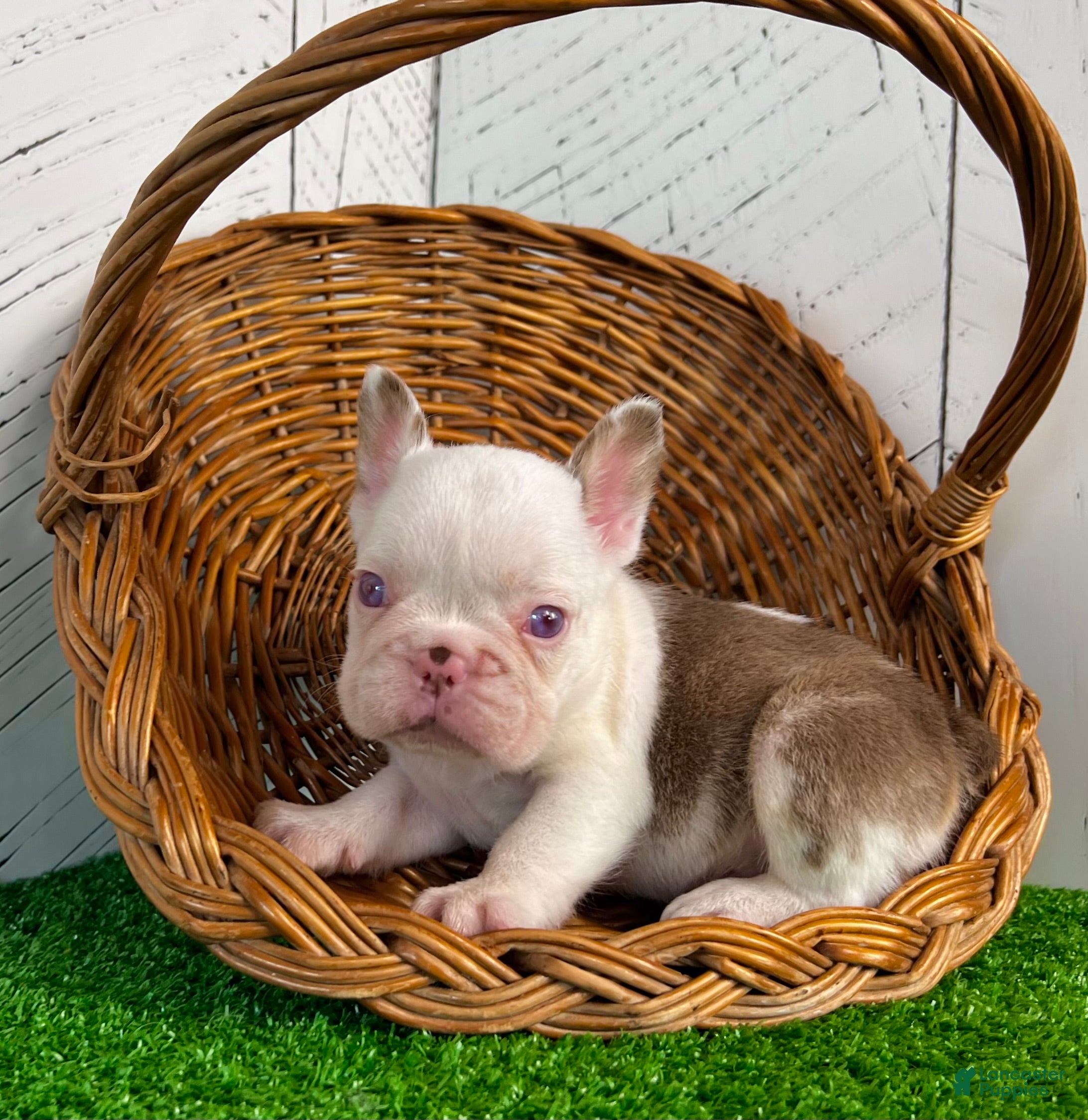 Chocolate merle French Bulldog Puppies for sale Lancaster Puppies - Main Image