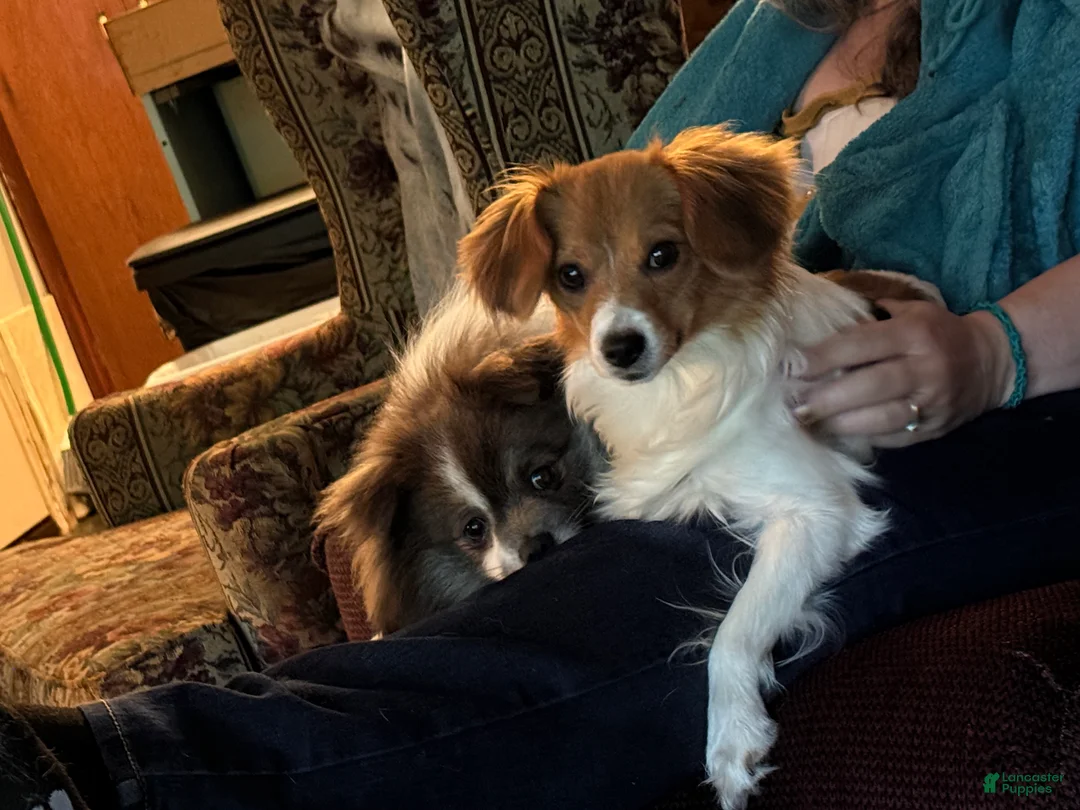 Mixed Breed dogs for sale: Mixed Breed 3 - Ad 2