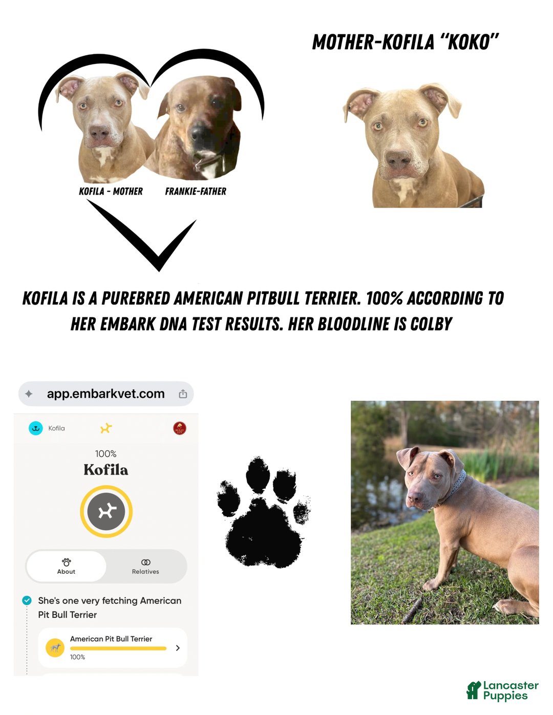 American Pit Bull Terrier dogs for sale: Bella - Ad 7